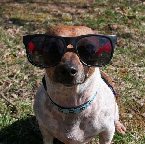 Dogs Wearing Sunglasses (65 pics)