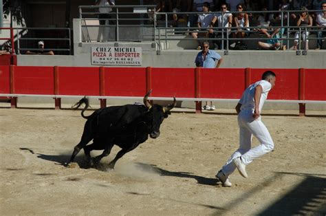 Free Images : bull, performance, bullring, tradition, bullfighting, bullfight, performing arts ...