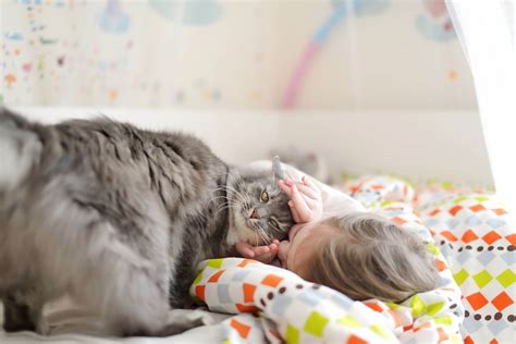 5 Best Cat Breeds For Kids - Wise Kitten