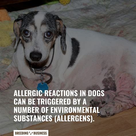 Dog Allergy Tests – What They Are, How They Work, Benefits