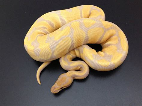 Lavender Albino - Morph List - World of Ball Pythons