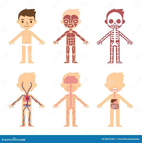 Anatomy organ chart stock vector. Illustration of children - 58232387