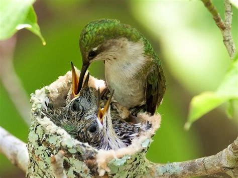 Ruby-throated Hummingbird Nest | Baby hummingbirds, Ruby throated ...