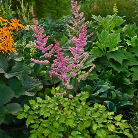 Growing Astilbe – How to Plant & Care for Astilbe Plants | Garden Design