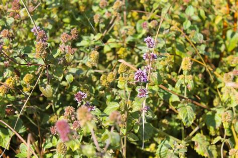 Premium Photo | Wild mint flowers