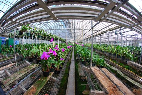 5 Tips For Growing Orchids In Greenhouse