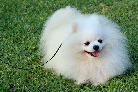 Cute Names For White Pomeranians - Gimera