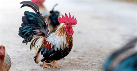 10 Most Popular Bantam Chicken Breeds - A-Z Animals