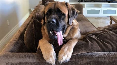 The Fluffy English Mastiff: Can Mastiffs Have Long Hair? | Brindle ...