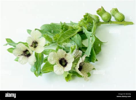 Black Henbane, Henbane (Hyoscyamus niger), part of plant showing leaves and blossoms, studio ...