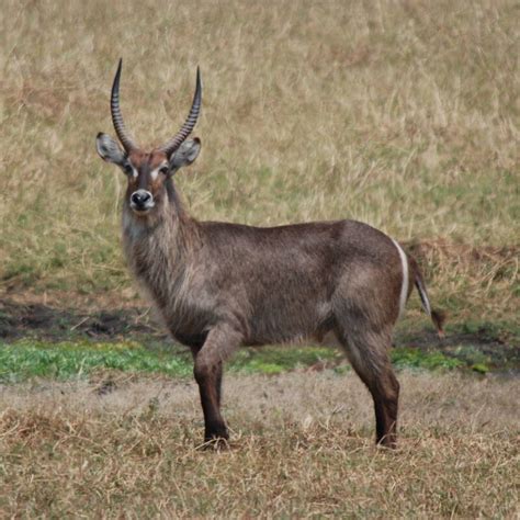 Gorongosa National Park safaris | Mozambique | Expert Africa