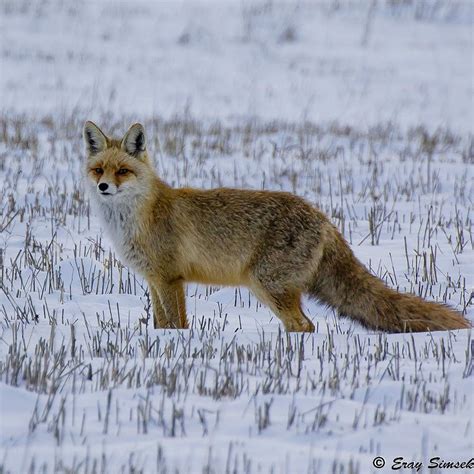 Vulpes vulpes #wild #wildlifephotography #animalfreak #animalsmood #ig_discover_nature # ...