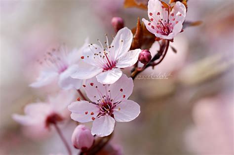 Cherry Blossom Spring. by OliviaMichalski on DeviantArt