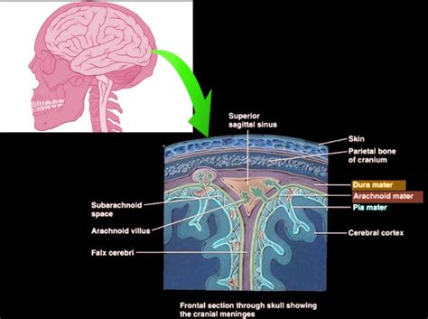 Meninges Of Brain Anatomy