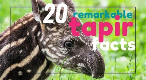 20 Remarkable Tapir Facts You Probably Didn't Know - UntamedAnimals.com