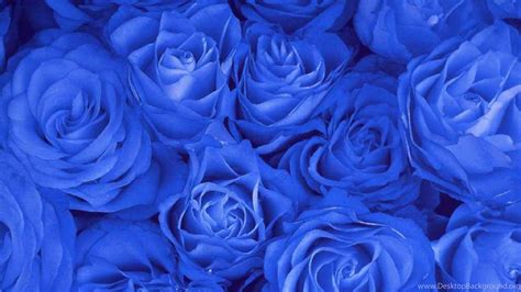 Royal Blue Flowers HD Wallpapers - Top Free Royal Blue Flowers HD Backgrounds - WallpaperAccess