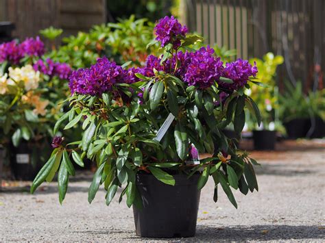 Outdoor Plants Plant in 1 L Pot Large FLR Rhododendron Rhododendron ...