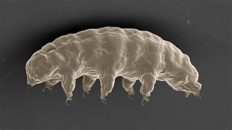 Scientists Say Tardigrades Will Be the Last Animals On Earth