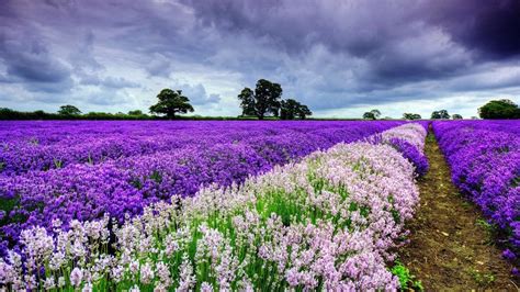 Lavender Flowers HD - Wallpaper, High Definition, High Quality, Widescreen