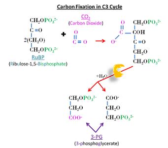 Carbon Fixation Diagram