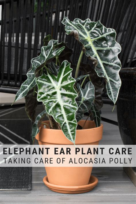 Learn about elephant ear care & growing them indoors and outside! | Växter, Trädgård, Trädgård ...