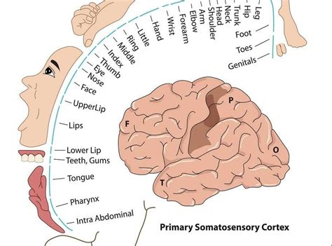 Human Body Parts Brain