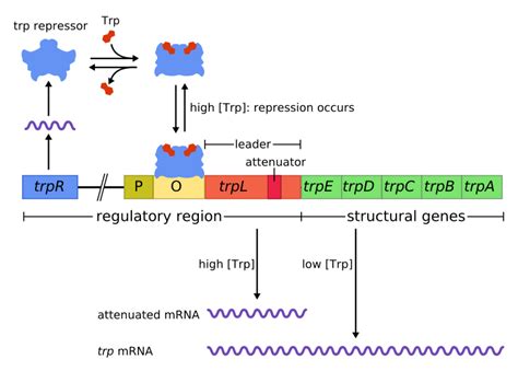 Difference Between Structural and Regulatory Genes | Compare the Difference Between Similar Terms