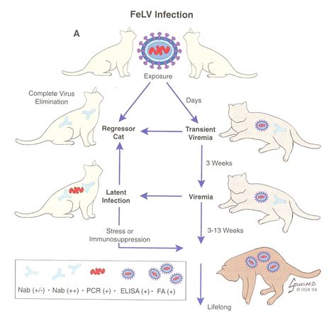 Feline leukemia virus - Alchetron, The Free Social Encyclopedia