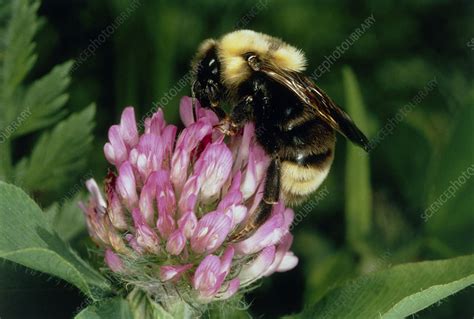 Bee pollination - Stock Image - B786/0579 - Science Photo Library