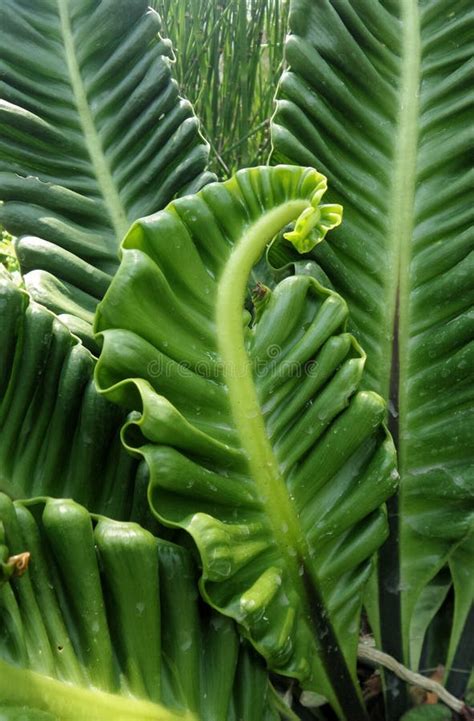 Bird S Nest Fern Under Sun Light Stock Image - Image of nest, pleat ...