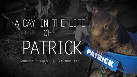 Patrick the world's oldest captive wombat dies a virgin as thousands of fans mourn the internet ...