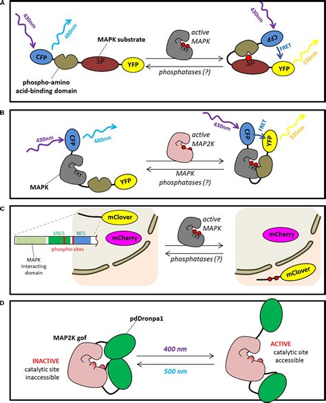 Frontiers | Cellular Complexity in MAPK Signaling in Plants: Questions and Emerging Tools to ...