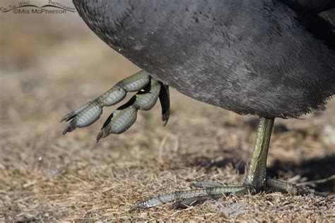 Which Bird Do These Feet Belong To? - Mia McPherson's On The Wing ...