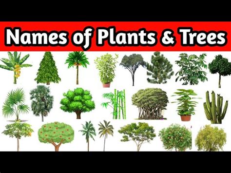 Types Of Plants Pictures And Names - Infoupdate.org