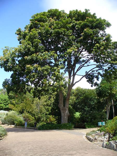 African mahogany - the ‘I don’t know’ tree - Africa Geographic