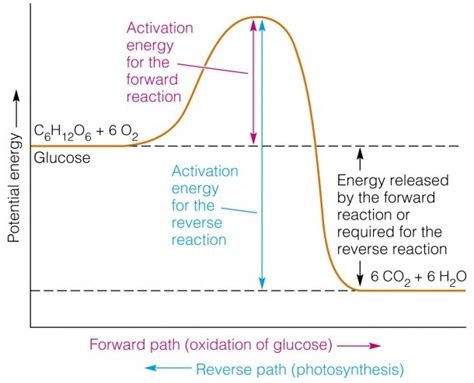 Activation Energy Diagram