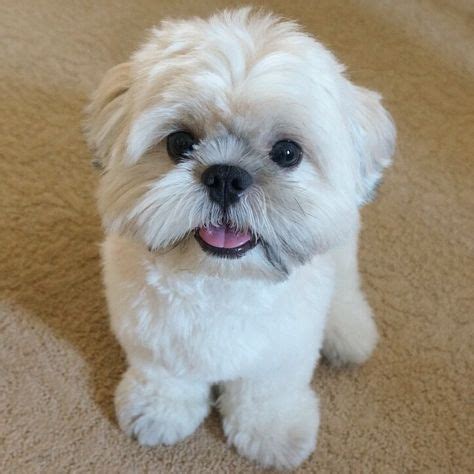 14 Shih Tzus you must definitely follow on Instagram! - Page 2 of 6 - Shih Tzu Buzz | Shih tzu ...