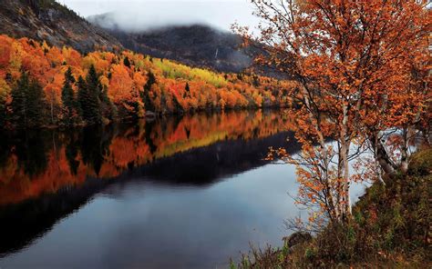 Newfoundland Wallpapers - Wallpaper Cave