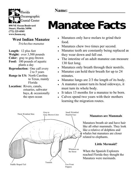 Manatee Facts Manatee Facts