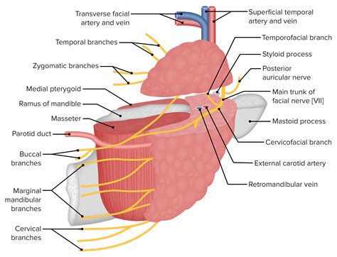 Parotid Gland Anatomy