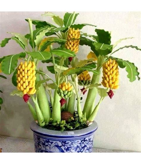 Dwarf Banana Tree Seeds Mini Plant Exotic Rare Fruits 25 seeds/Packet ...