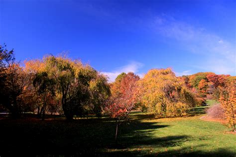 Fall Foliage 2015, Arnold Arboretum, October 31, 2015 | Flickr