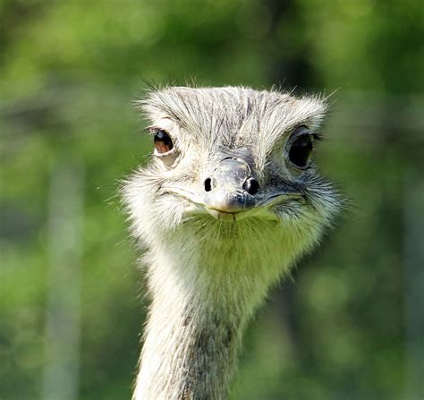 Free Images : animal, wildlife, bouquet, portrait, beak, ostrich, fauna, close up, emu, head ...