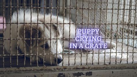 ᐉ Puppy Crying in Crate: How to stop Puppy crying in Crate at Night