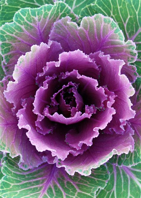 Purple & Green Cabbage | Cabbage flowers, Ornamental cabbage ...