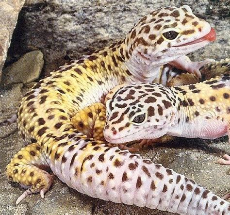 Info-Junction Blog: Leopard Gecko