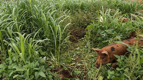 White Oak Pastures, getting sustainable farming right | by ButcherBox ...