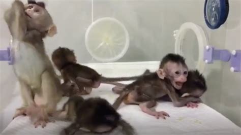 China's Latest Cloned-Monkey Experiment Is an Ethical Mess