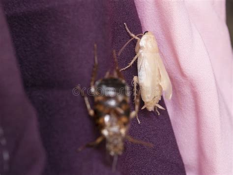 New Cockroach Molting is Still White Stock Image - Image of cockroach, molt: 126249899