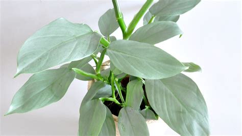 Philodendron Hastatum Grow & Care Tips - Philodendron Plant